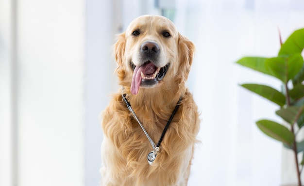 Cane da riporto dorato al chiuso