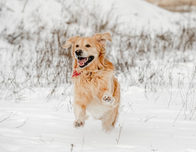 Cane da riporto dorato nell'orario invernale