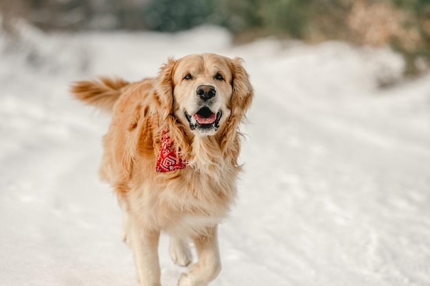 Cane da riporto dorato nell'orario invernale