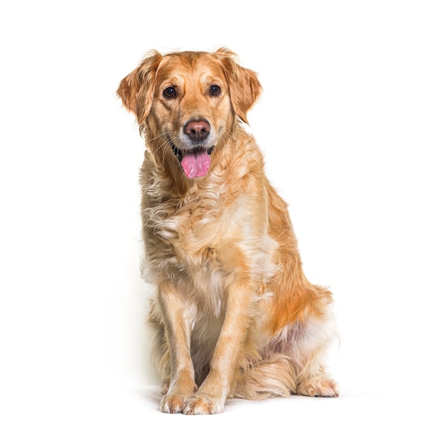 Cane da riporto dorato seduto, isolato su bianco