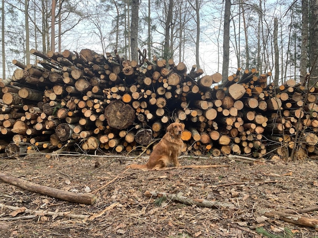 Cane da riporto in posa sullo sfondo di tronchi segati