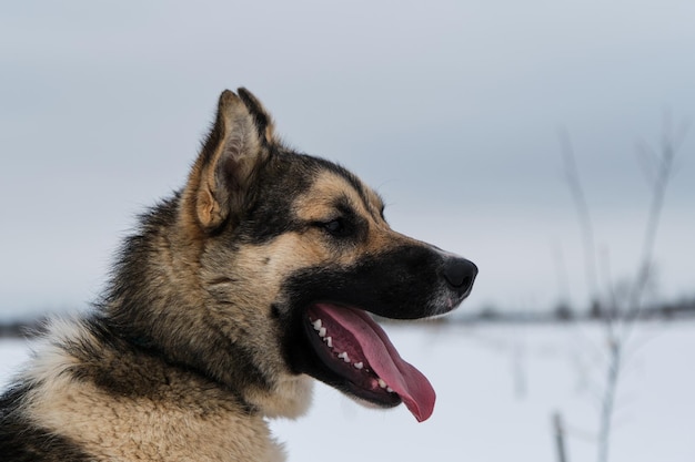 Cane da slitta del nord Alaskan Husky in inverno fuori