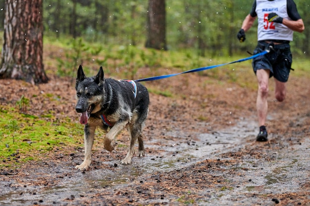 Cane da slitta del pastore tedesco attaccato al corridore