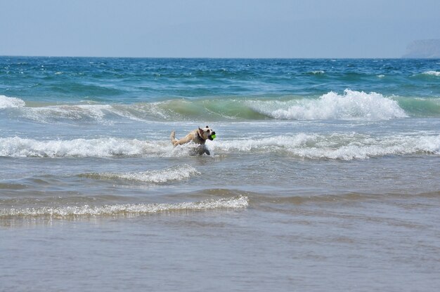 cane da spiaggia