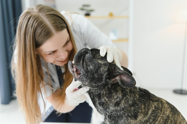 Cane da vaccinare veterinario in clinica leggera