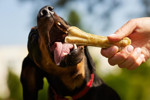 Cane dachshund felice con un osso in una giornata di sole nel parco