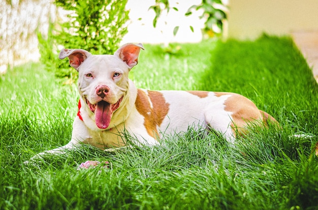 Cane dagli occhi diversi che gioca in giardino