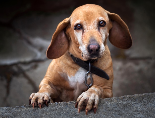 Cane dai capelli rossi con occhi tristi e belli