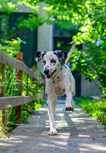 Cane dalmata che corre