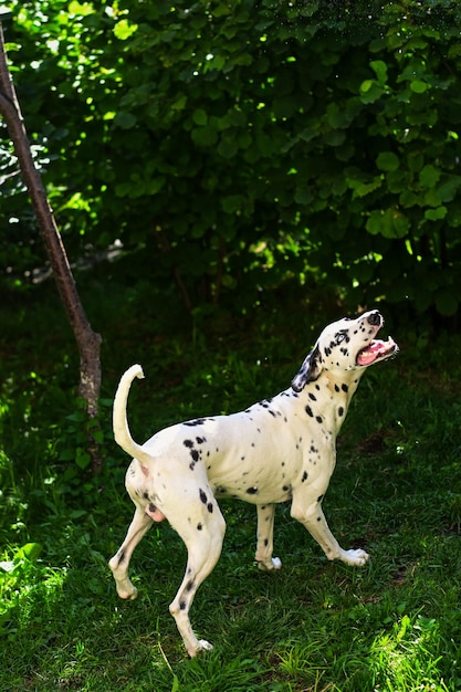 Cane dalmata in giardino