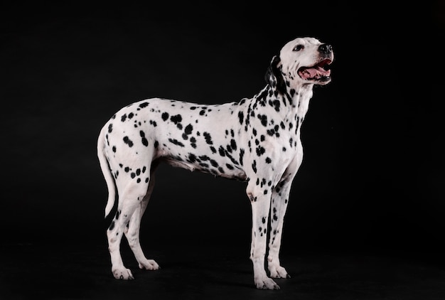 Cane dalmata in piedi su una stanza nera