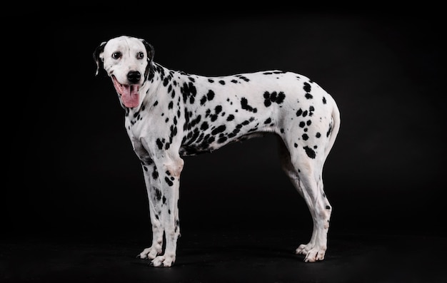 Cane dalmata in piedi su una stanza nera