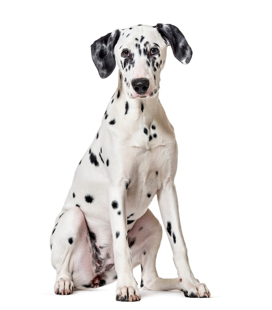 Cane dalmata, seduto, guardando la telecamera, isolato su bianco