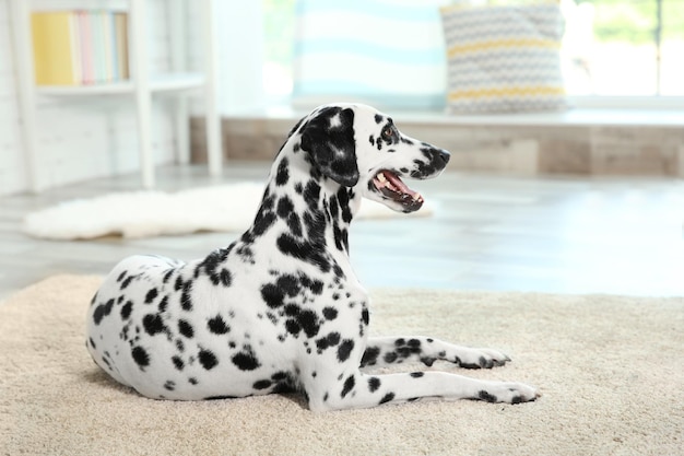 Cane dalmata seduto su un tappeto