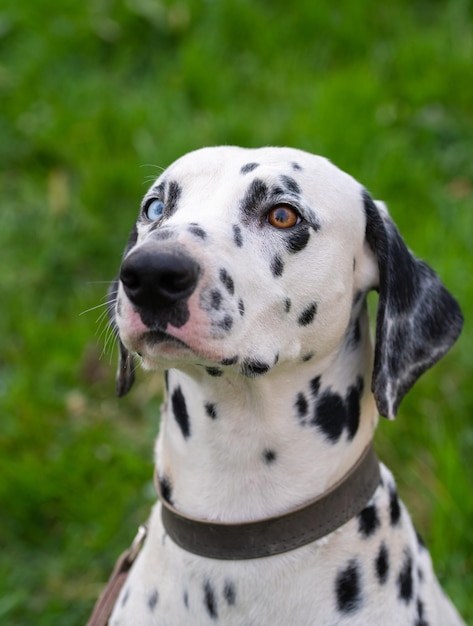 Cane dalmata sull'erba