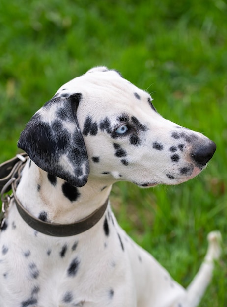 Cane dalmata sull'erba