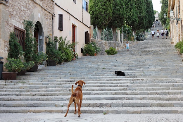 Cane davanti all'edificio