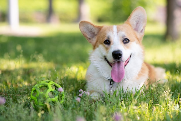 Cane del Corgi che si trova sul prato inglese con una palla durante il giorno