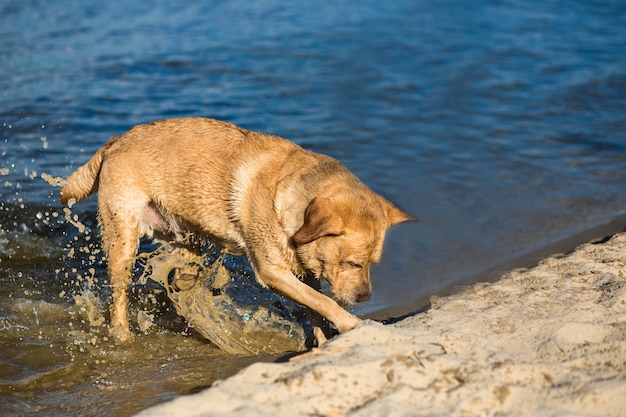 Cane del documentalista di labrador sulla spiaggia. Cane sulla sabbia vicino al fiume Red Retriever scavando fossa