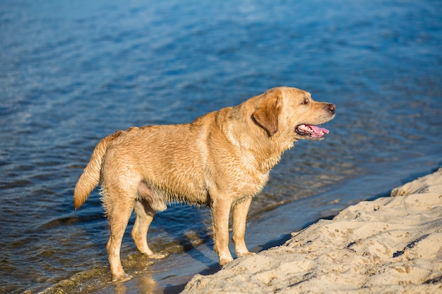 Cane del documentalista di labrador sulla spiaggia. Happy Dog sulla sabbia vicino al fiume