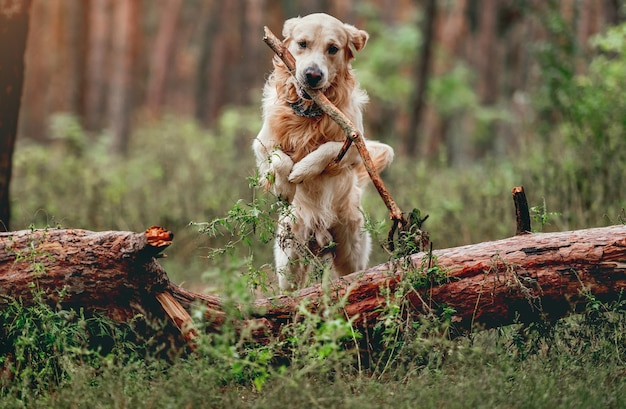 Cane del documentalista dorato che tiene il bastone in bocca e salta sopra il ceppo nella foresta. Carino cane di razza labrador da compagnia in natura