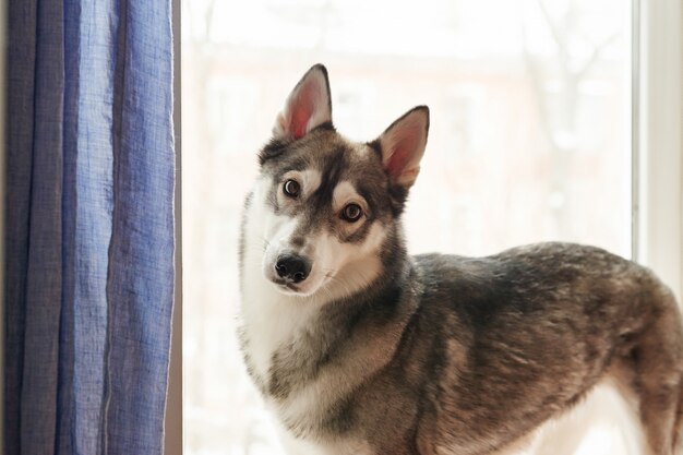 Cane del husky del ritratto domestico con lo sguardo serio. Bel colore bianco e nero husky siberiano. Modello di cartolina e calendario. Cane a casa.