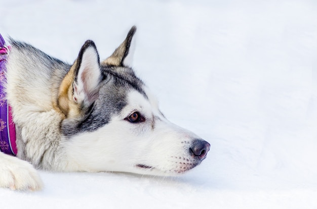 Cane del husky siberiano che si trova sulla neve. Chiuda sul ritratto del viso all'aperto. Corse di cani da slitta in allenamento con neve fredda. Cane di razza forte, carino e veloce per il lavoro di squadra con la slitta.