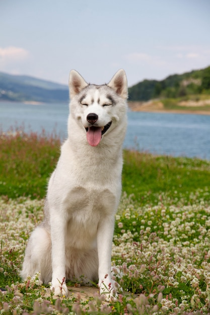 Cane del husky siberiano che sta nell'erba