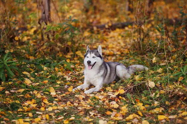 Cane del husky siberiano con gli occhi azzurri che si trova nella foresta di autunno