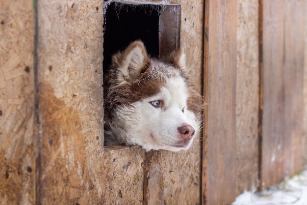 Cane del husky siberiano sdraiato su una casa di legno. Il cane sta mentendo, annoiato e riposa. Foto di alta qualità