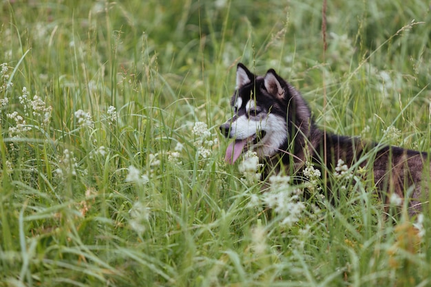 Cane del husky su un prato in erba verde fertile che esamina la distanza con la sua lingua che attacca fuori.