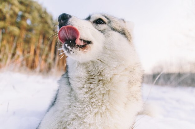 Cane del husky sul campo nevoso nella foresta di inverno. Cane di razza che si trova sulla neve