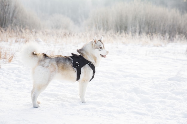 Cane del husky sul campo nevoso nella foresta di inverno. Cane di razza