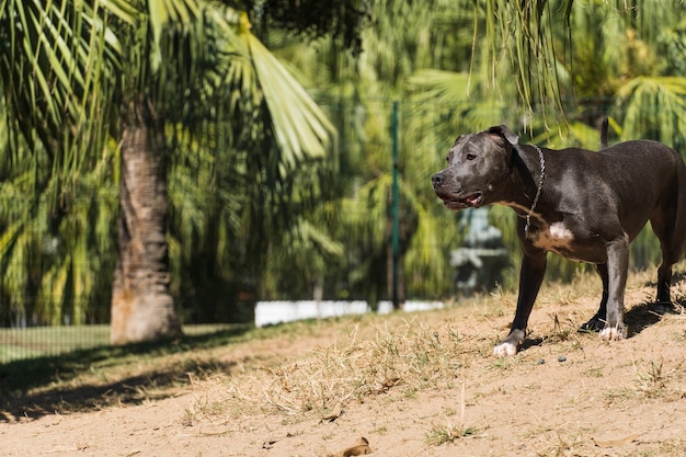 Cane del pitbull che gioca nel parco Il pitbull approfitta della giornata di sole per divertirsi.