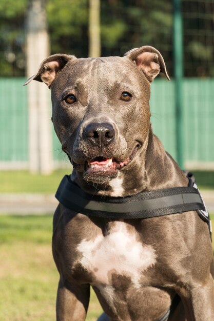 Cane del pitbull che gioca nel parco Posto per cani con erba verde e recinzione con paletti in legno.