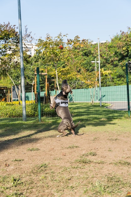 Cane del pitbull che gioca nel parco Posto per cani con erba verde e recinzione con paletti in legno.