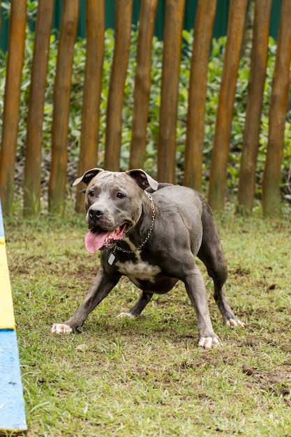 Cane del pitbull che gioca nel parco Posto per cani con erba verde. Giocattoli come una rampa per esercitarsi.