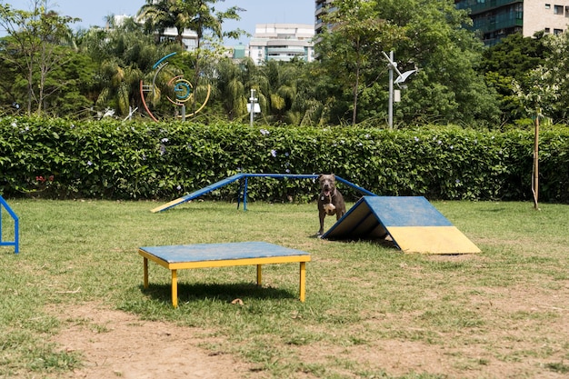 Cane del pitbull che gioca nel parco Posto per cani con giocattoli come una rampa, pneumatici e ostacoli per fargli esercitare.