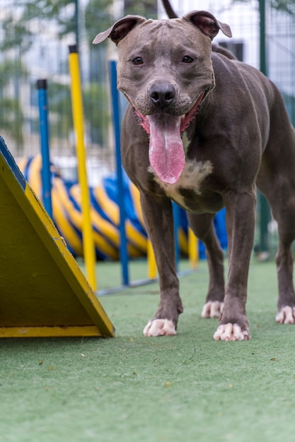 Cane del pitbull che gioca nel parco