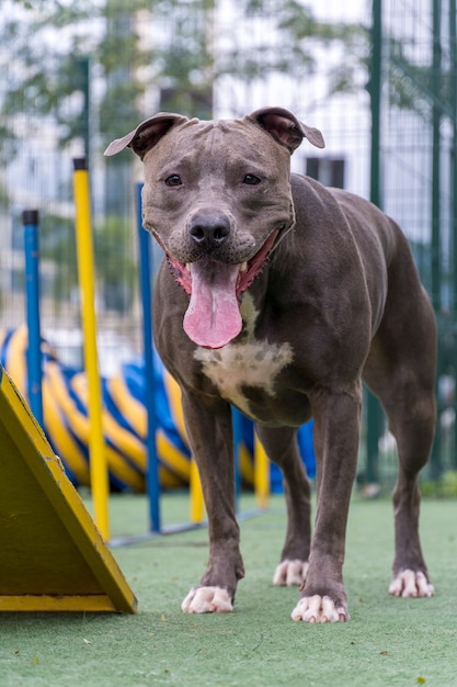 Cane del pitbull che gioca nel parco