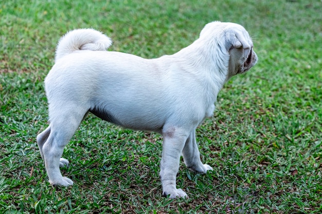 Cane del Pug che cammina attraverso l'erba