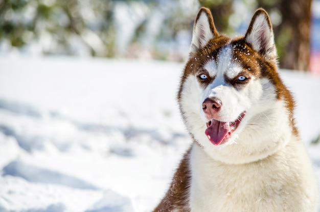 Cane del Siberian Husky con gli occhi azzurri. Il cane Husky ha il colore del mantello rosso e marrone.