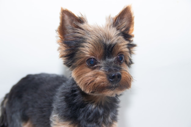 Cane dell'Yorkshire terrier su bianco.