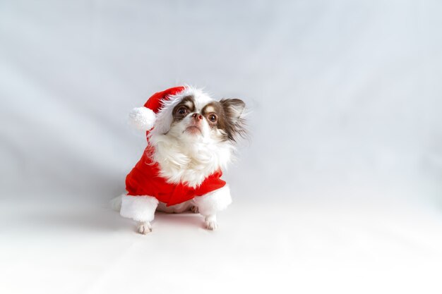 Cane della chihuahua che indossa un costume da Babbo Natale rosso e guarda la telecamera. isolato su sfondo bianco.