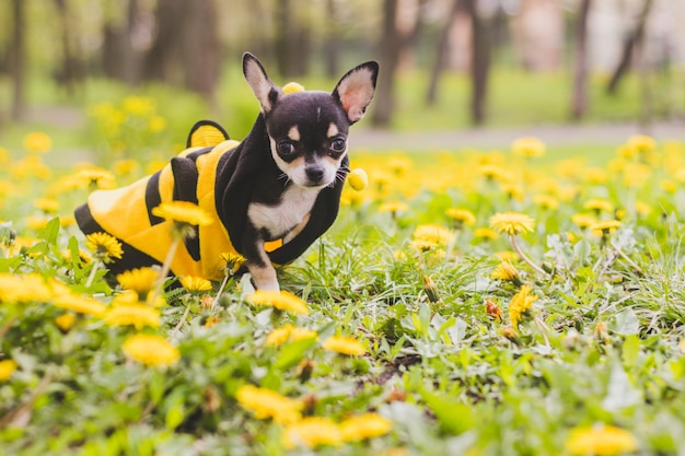 Cane della chihuahua in denti di leone