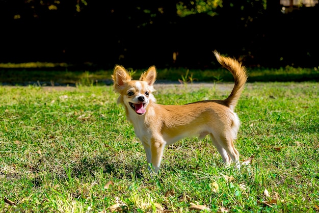 Cane della chihuahua sull&#39;erba