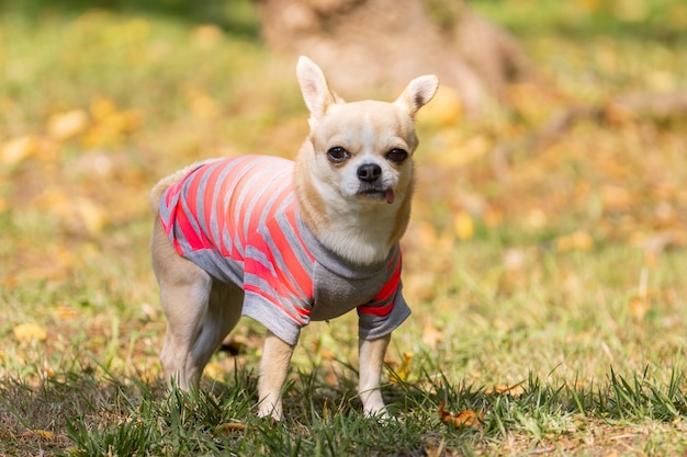 Cane della chihuahua sull'erba