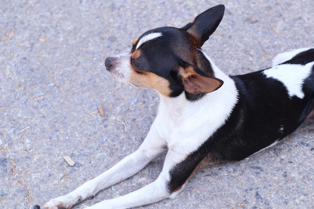 Cane della chihuahua sulla strada