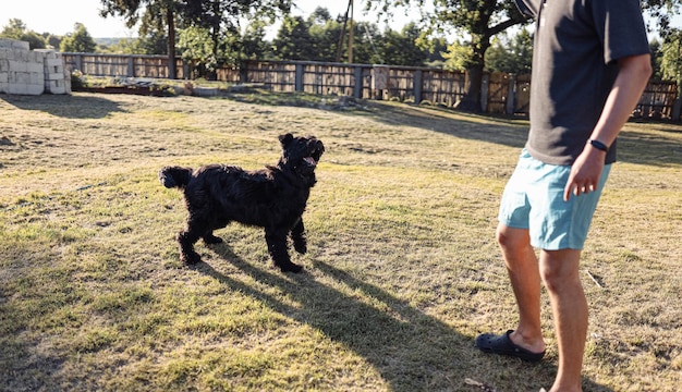 cane della razza Bouvier des Flandres cammina giocosamente sulla natura nel cortile