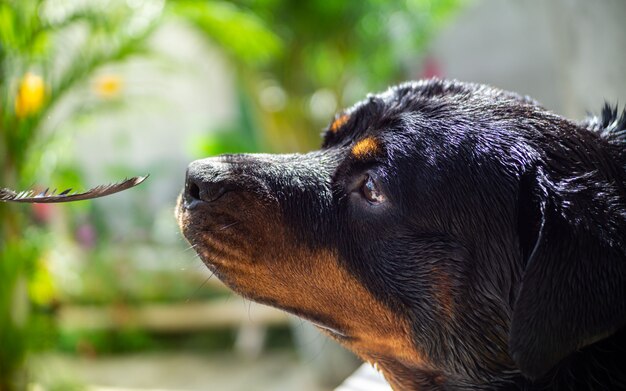 Cane della razza di Rottweiler che gioca con una piuma nel giardino